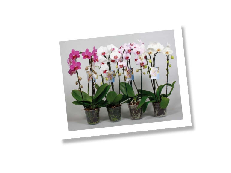 Phalaenopsis Cascade (dès 10.9.)