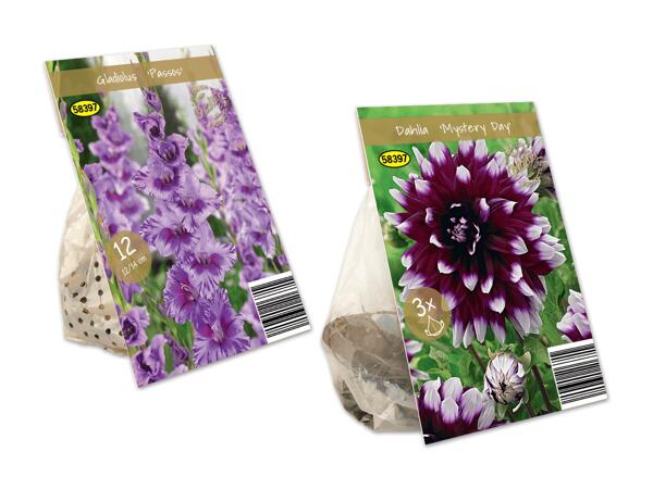 Herbstblumenzwiebeln Premium