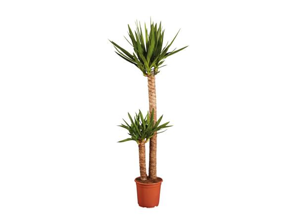 Large Houseplants