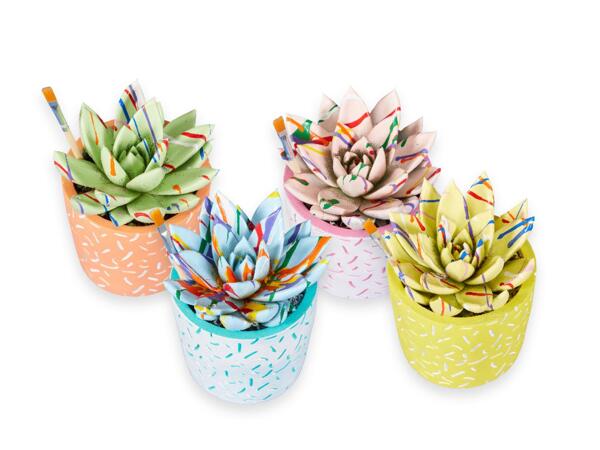 Echeveria
