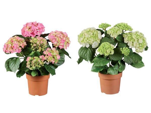 Hydrangeas