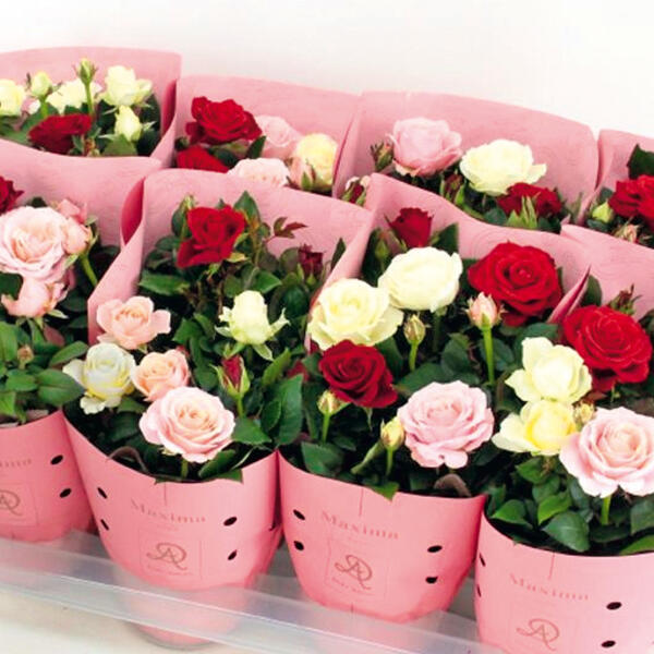 Topfrosen Trio Maxima Dolc'Amore(R)