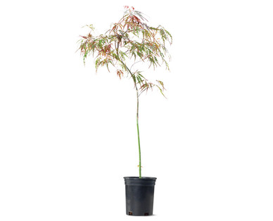 Gardenline Japanese Maple Tree