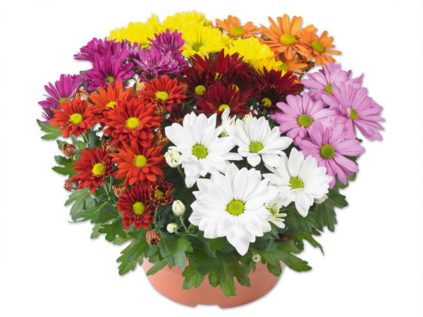 Chrysanthemen „Carneval 7 Farben"