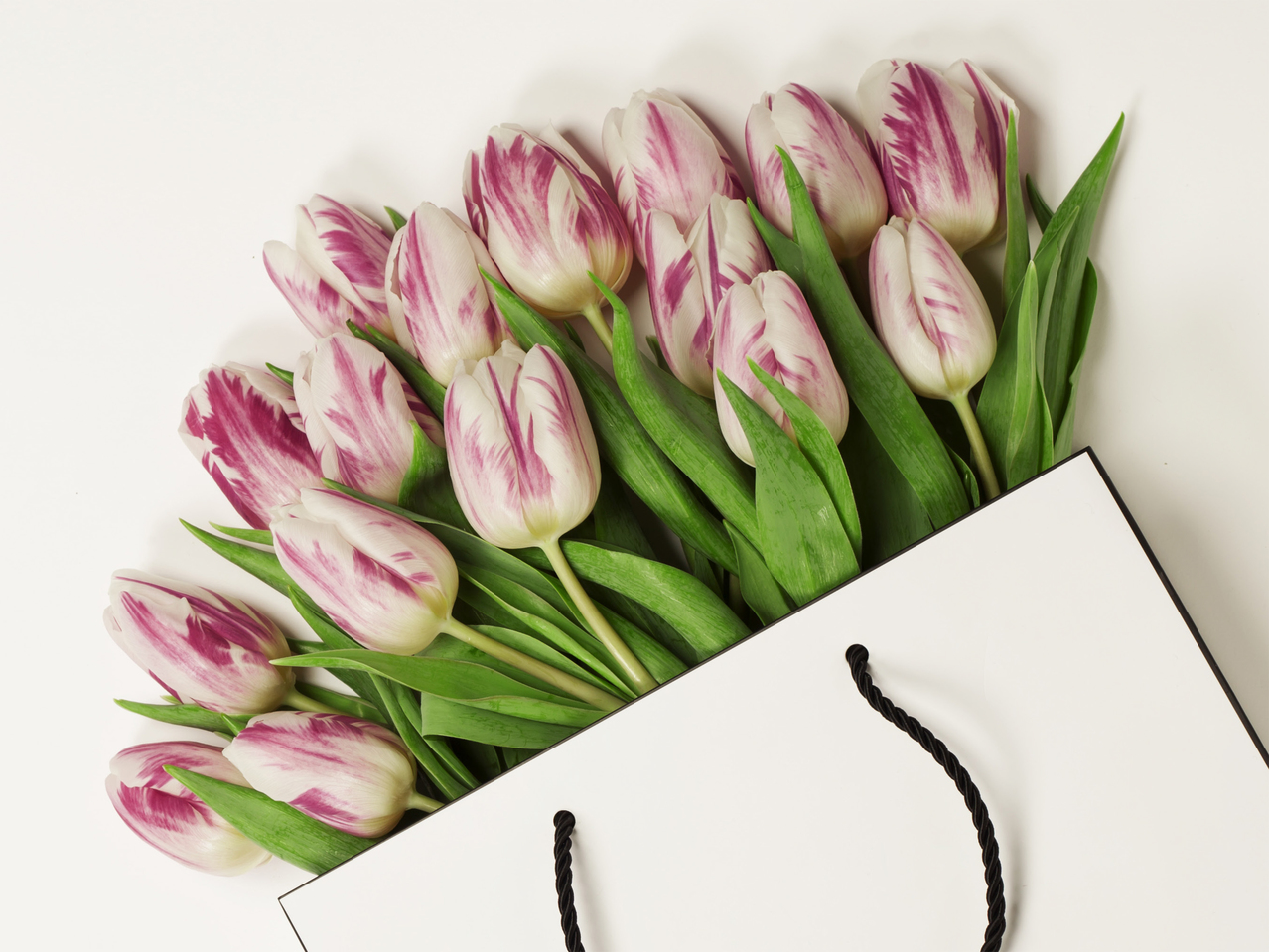 Tulipes