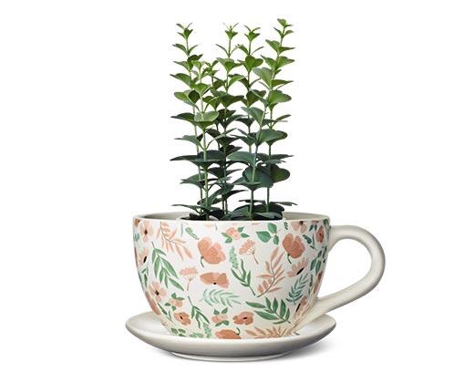 Belavi 
 Teacup or Watering Can Planter