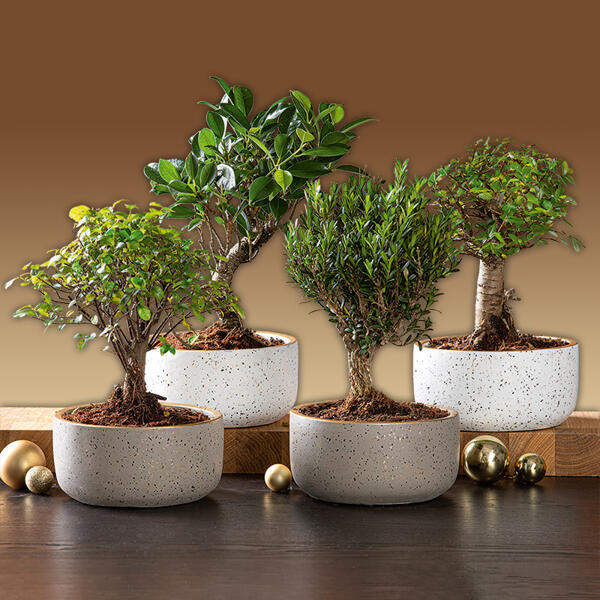 Bonsai in der Schale