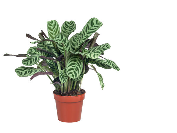 Calathea