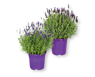 Lavendel