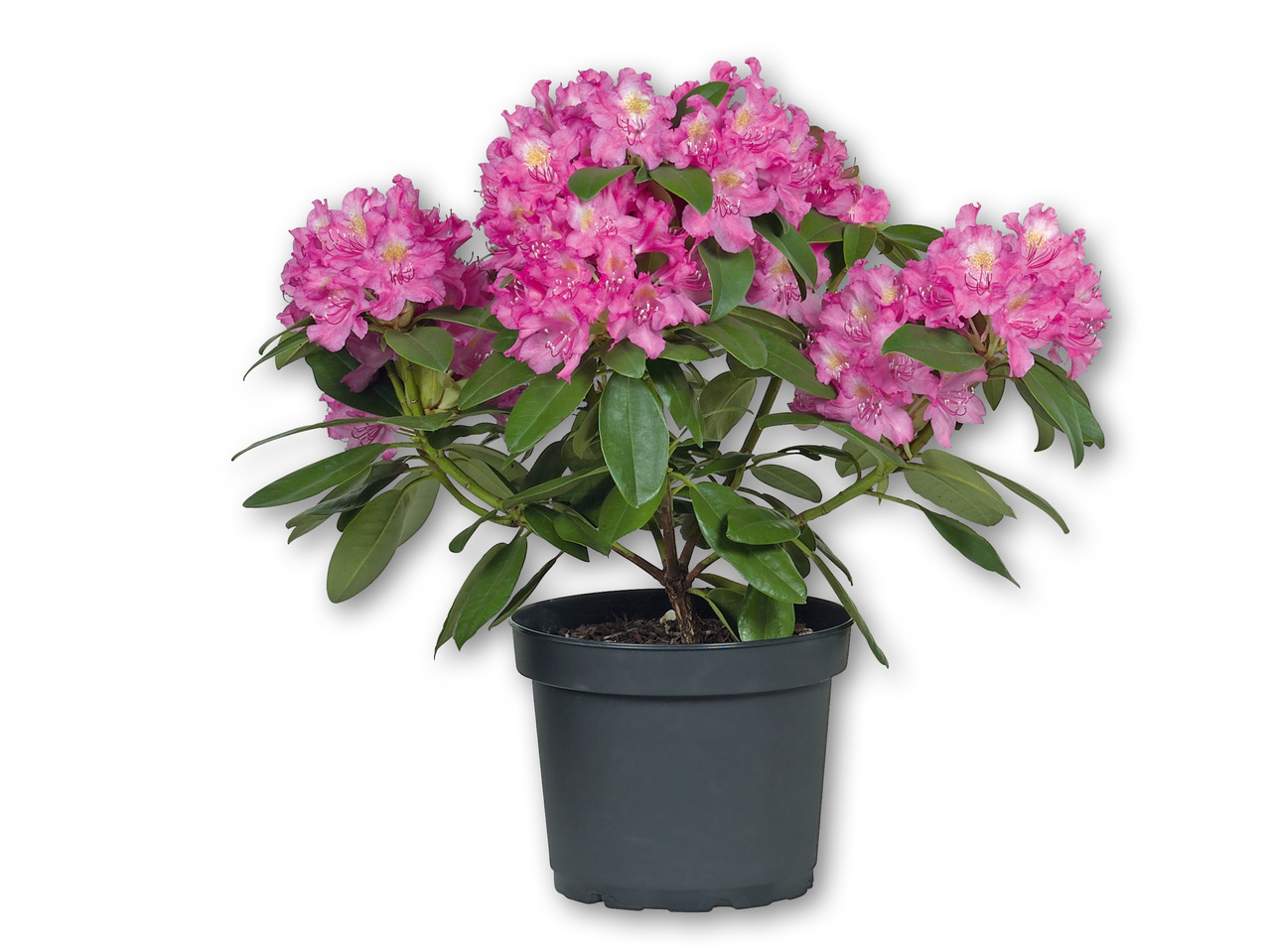 Rhododendron