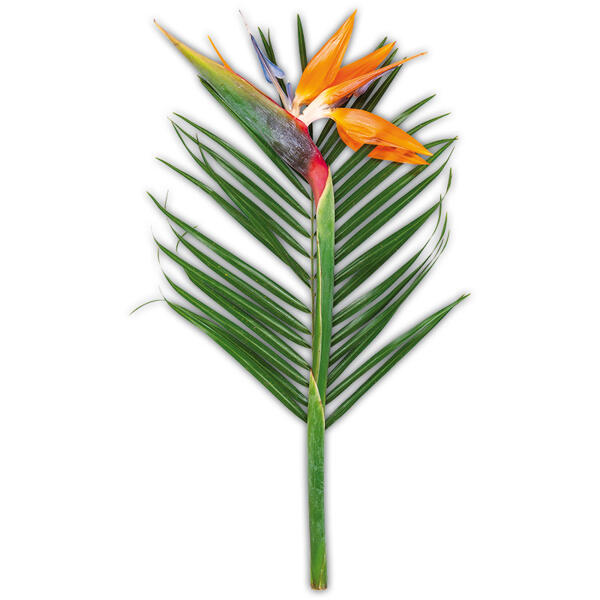 Strelitzia mit Phoenixblatt