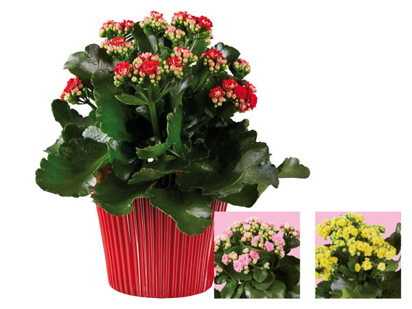 Kalanchoe Rosalina
