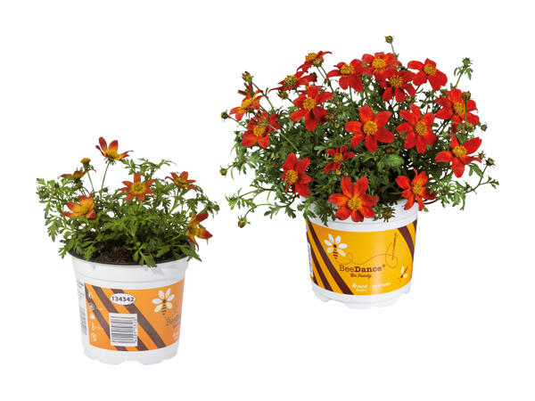 Bidens beedance