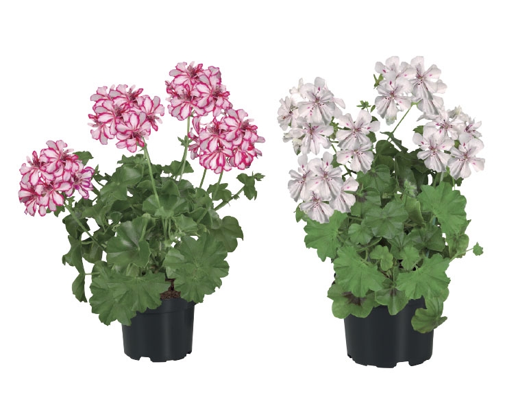 Trailing Geranium