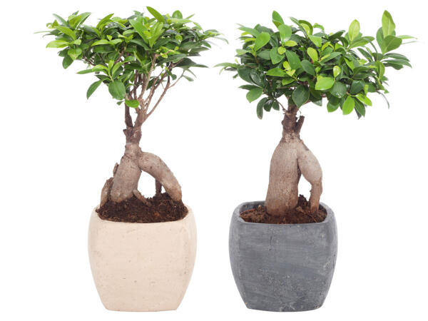 Ficus Ginseng in Viereck Keramik