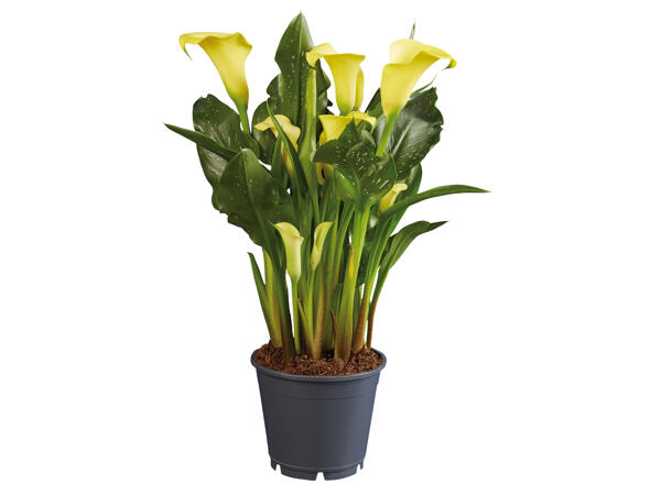 Calla