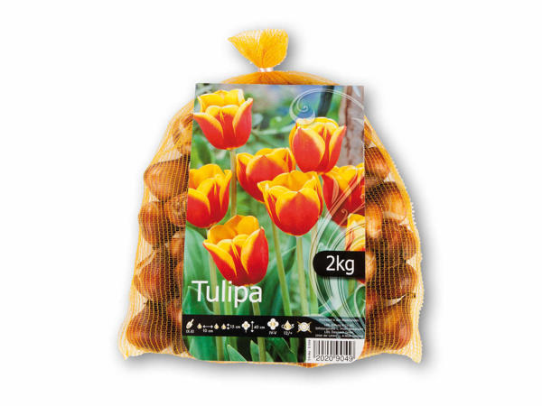 Tulipan blomsterløg