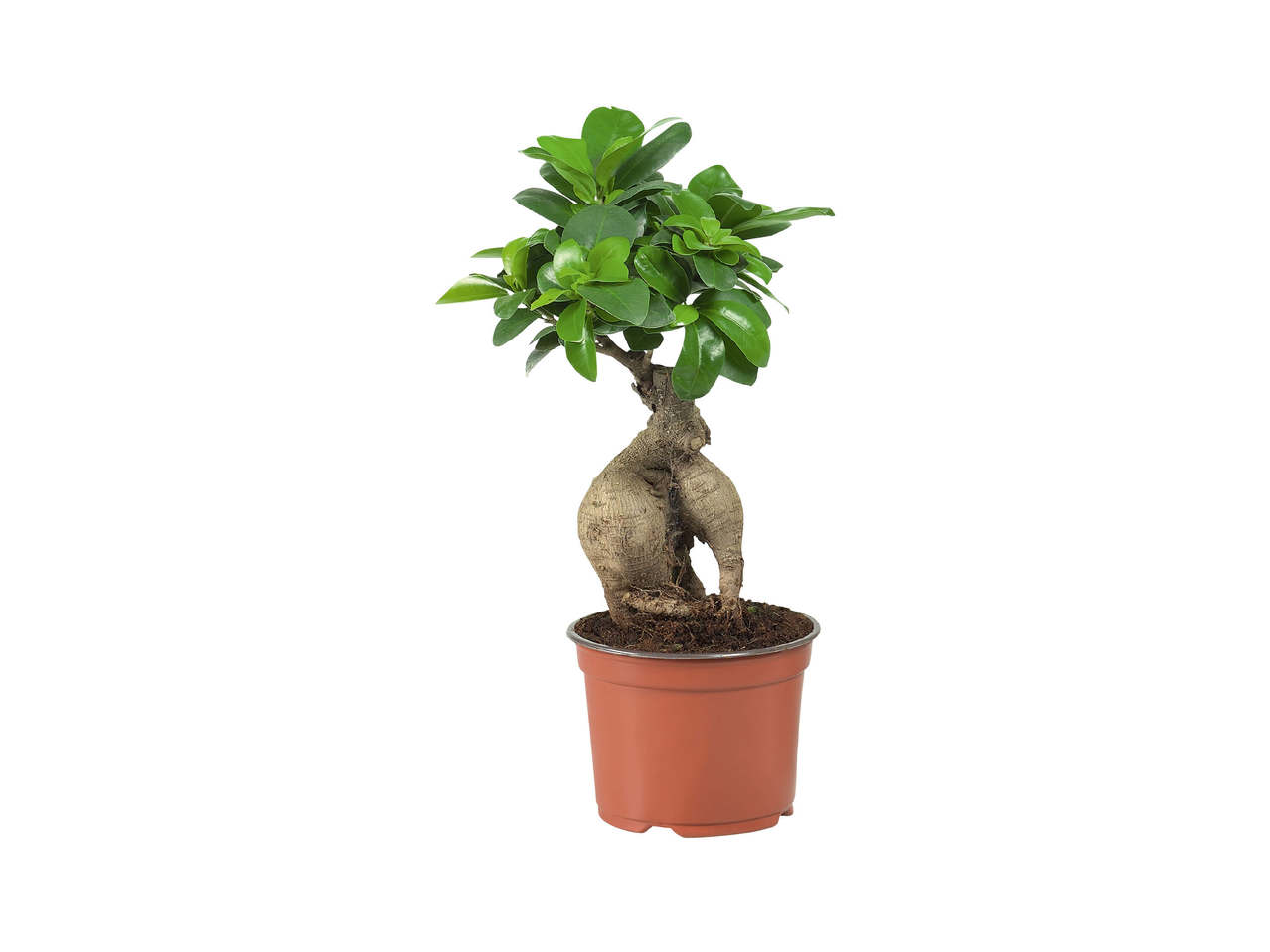 Ficus ginseng