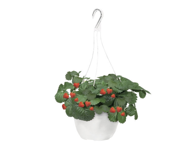 Strawberry Plant in Hanging Basket