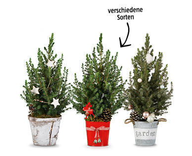 Weihnachtsbäumchen