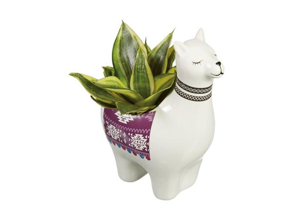 Alpaca Plant