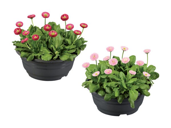 Bellis in Schale
