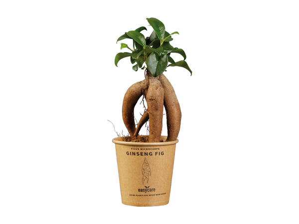 Green Plants in Paper Pot Wrap