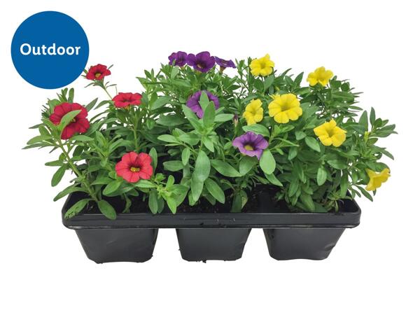 Bedding Plants