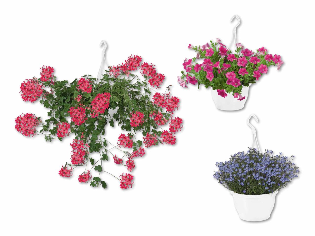 Plante de suspension pour l'extérieur