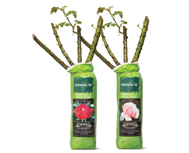 Gardenline Jumbo #1 Rose Bush