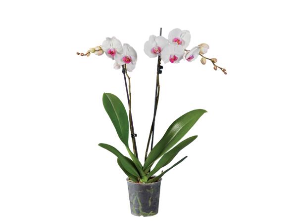 Phalaenopsis 2 Stems