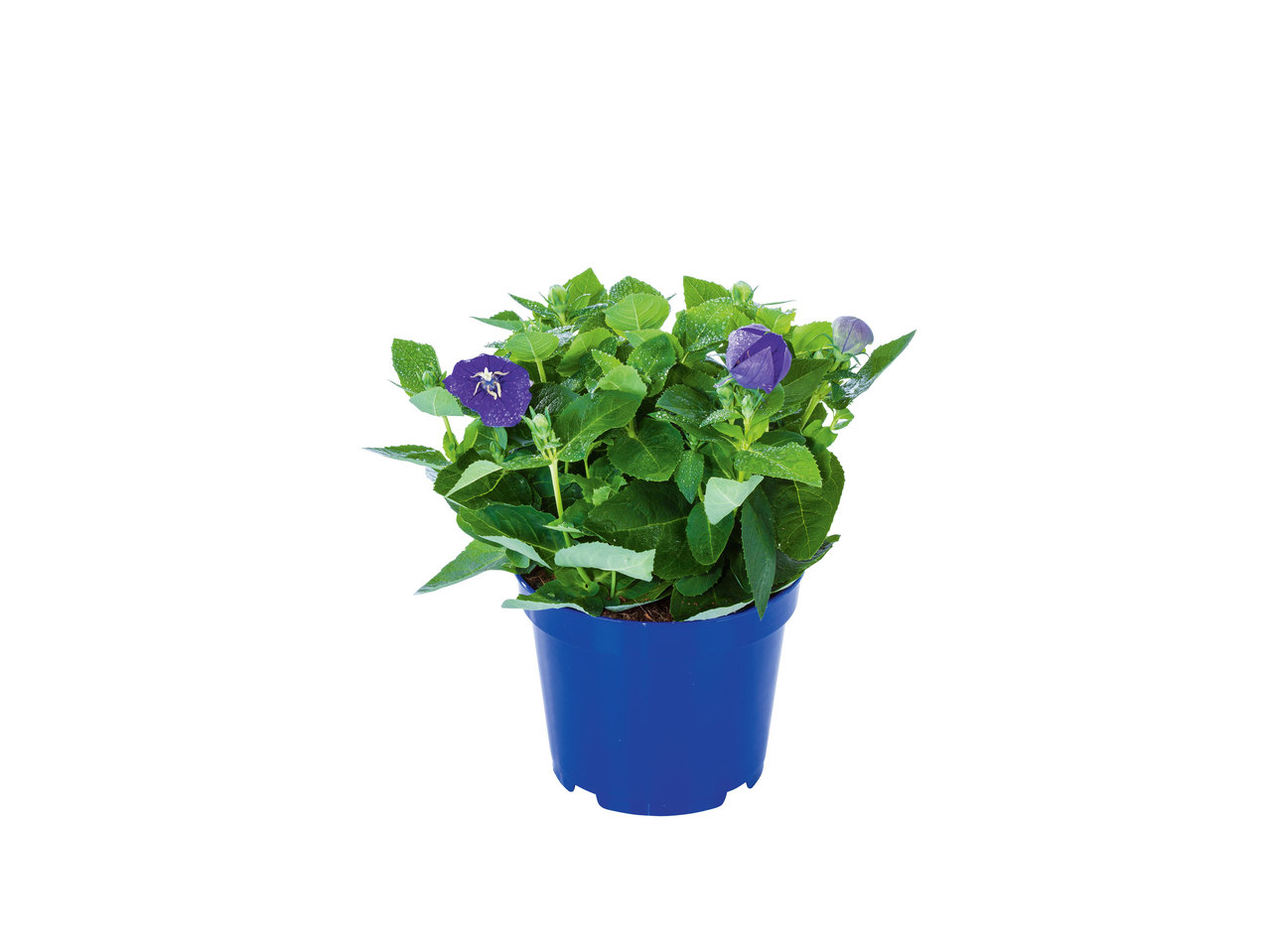 Platycodon