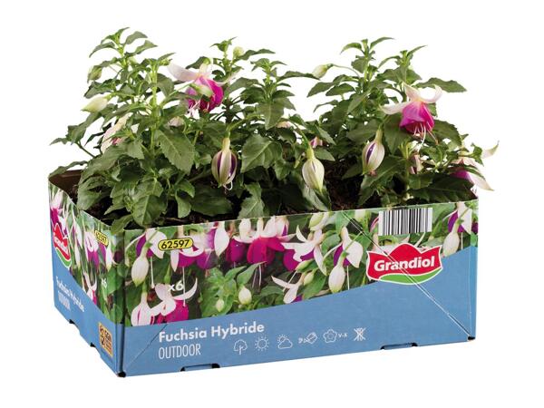 Fuchsia