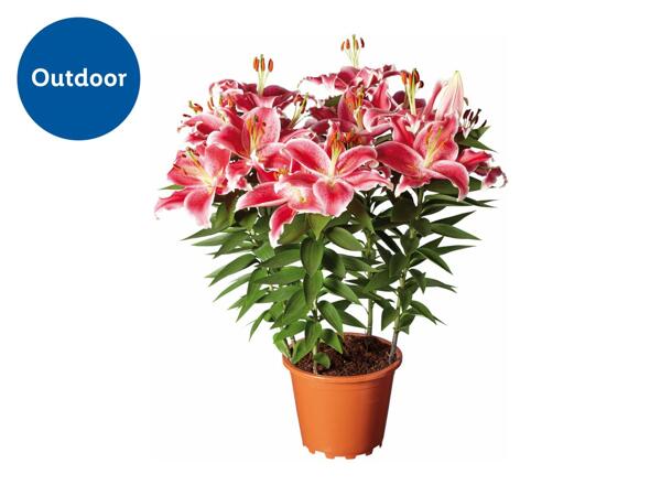 Oriental Lilies