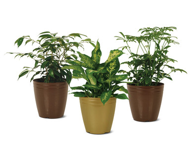 6" Tropical Plant