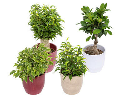 MIX DE FICUS