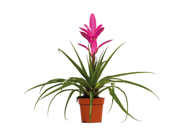 Bromeliamiks