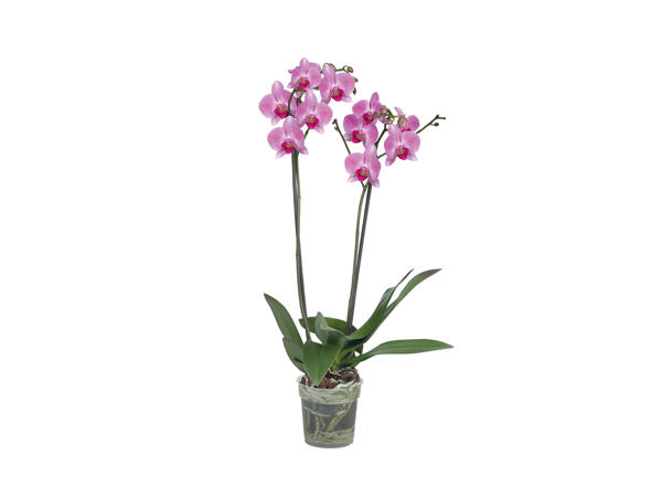 Twin Stem Orchid