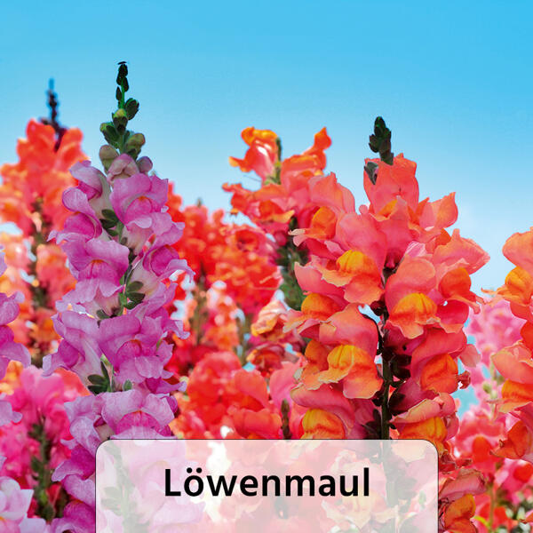 Sommer-Jungpflanzen
