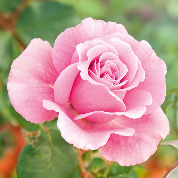 Freiland Rose