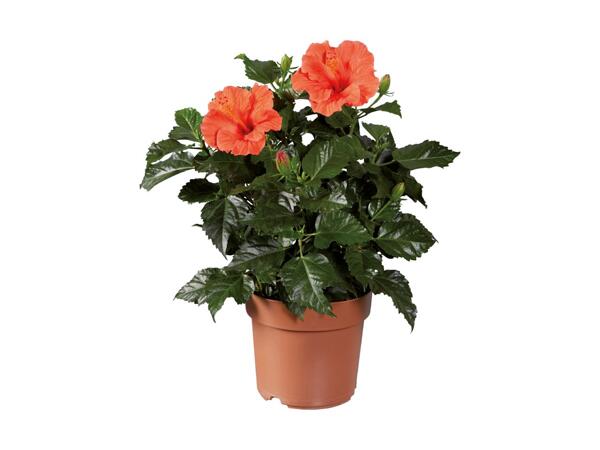 Hawaiiblomst