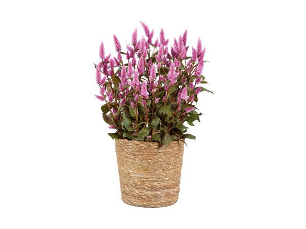 XL Celosia "Wild Pink" im Korb