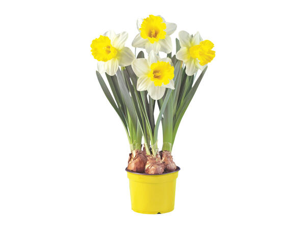 Daffodils XXL