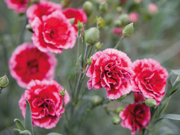 Dianthus Nelke „Pink Kisses"