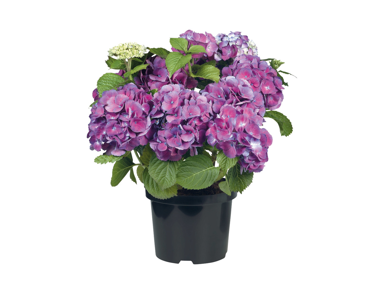 Hydrangea1