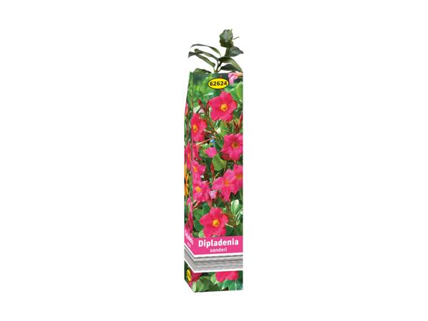 Summer Plant Selection