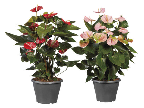 Anthurium Andreanum