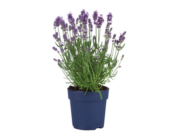 Lavendel