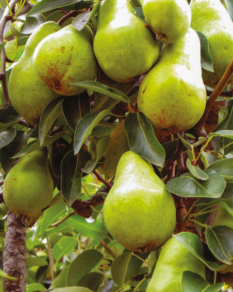 British Grown Fruit Tree