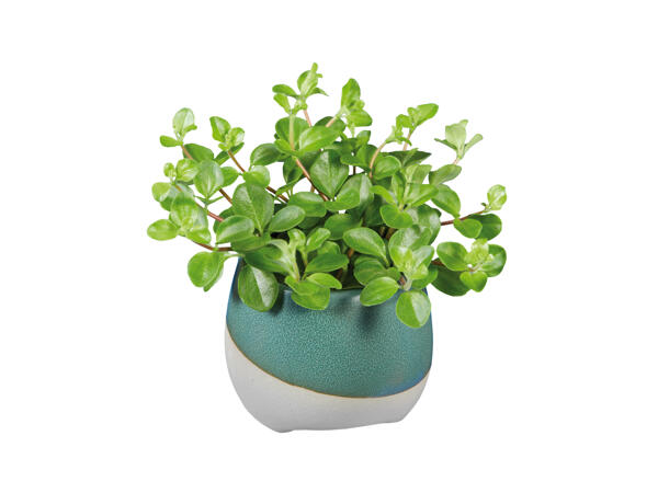 Peperomia in Keramiktopf